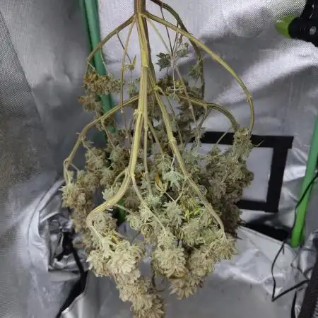 Arctic Flurry (Indoor)