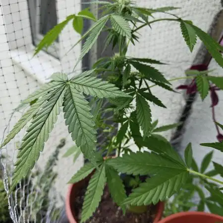 Tangerine Dream Auto (Outdoor)