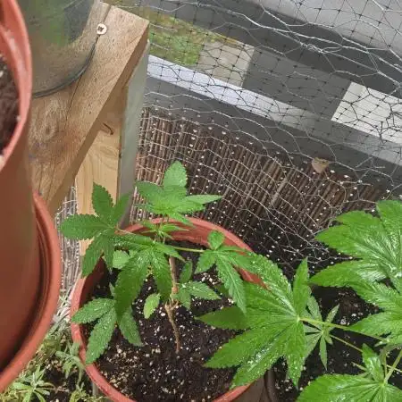 Tangerine Dream Auto (Outdoor)