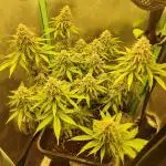 Arctic Flurry (Indoor)