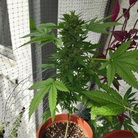 Tangerine Dream Auto (Outdoor)