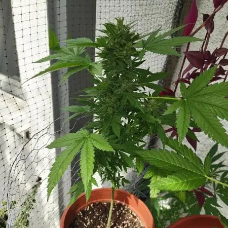 Tangerine Dream Auto (Outdoor)