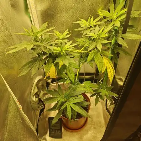 krauTHCollective Grow (Outdoor + Indoor)
