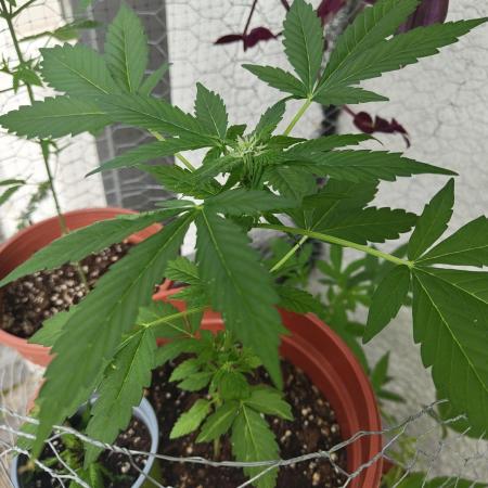 Sour Fruit Diesel Auto (Outdoor)