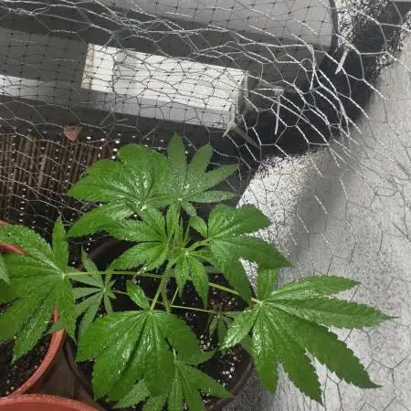 Arctic Flurry Clone (Outdoor)