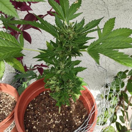 Sour Fruity Diesel Auto (Outdoor)