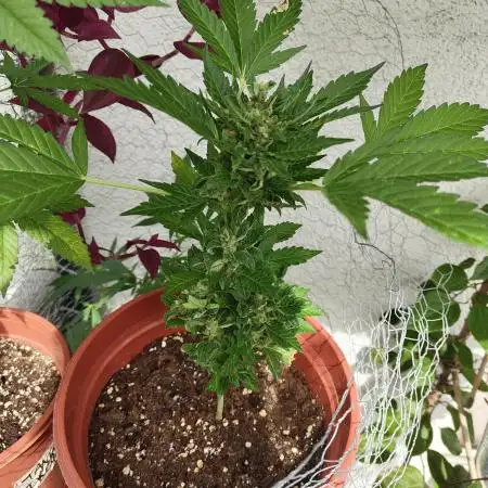 Sour Fruity Diesel Auto (Outdoor)