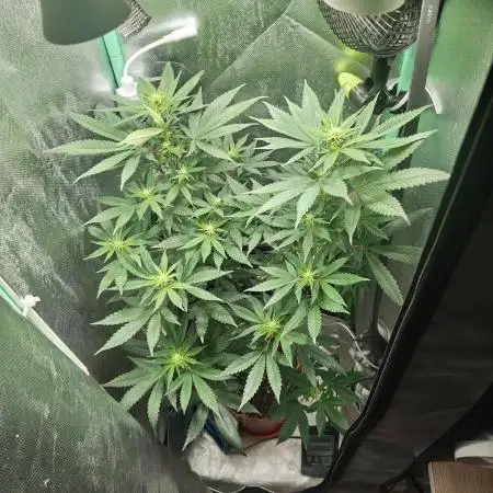 krauTHCollective Grow (Outdoor + Indoor)