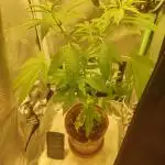 krauTHCollective Grow (Outdoor + Indoor)