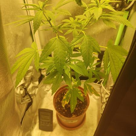 krauTHCollective Grow (Outdoor + Indoor)