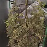 krauTHCollective Grow (Outdoor + Indoor)