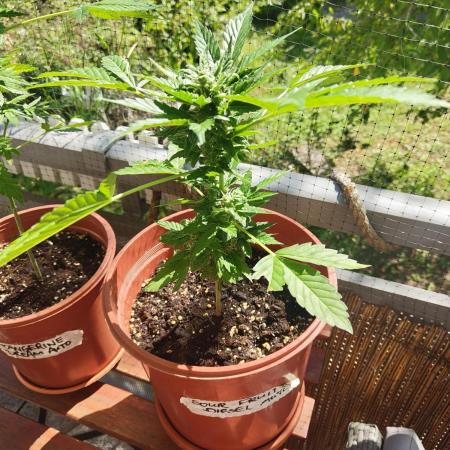 Sour Fruity Diesel Auto (Outdoor)