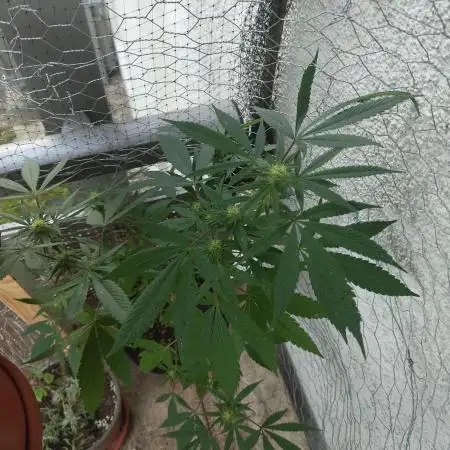 Arctic Flurry Clone (Outdoor)