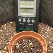 Royal Runtz (Indoor)