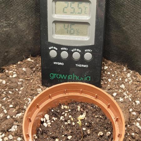 Royal Runtz (Indoor)