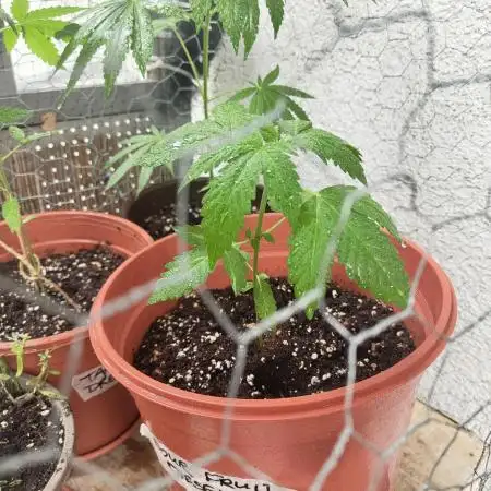 Sour Fruit Diesel Auto (Outdoor)
