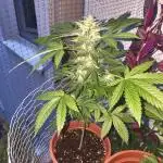 Tangerine Dream Auto (Outdoor)