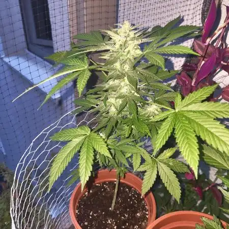 Tangerine Dream Auto (Outdoor)