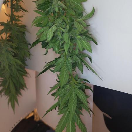 Sour Fruity Diesel Auto (Outdoor)