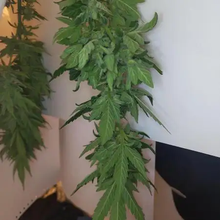 Sour Fruity Diesel Auto (Outdoor)