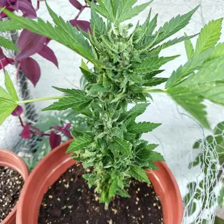 Sour Fruity Diesel Auto (Outdoor)