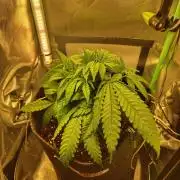 Royal Runtz (Indoor)