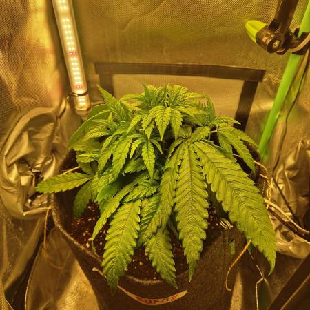 Royal Runtz (Indoor)