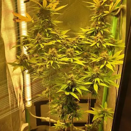 krauTHCollective Grow (Outdoor + Indoor)