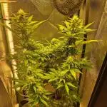 krauTHCollective Grow (Outdoor + Indoor)