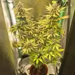 krauTHCollective Grow (Outdoor + Indoor)