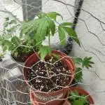 krauTHCollective Grow 2025 (Outdoor)