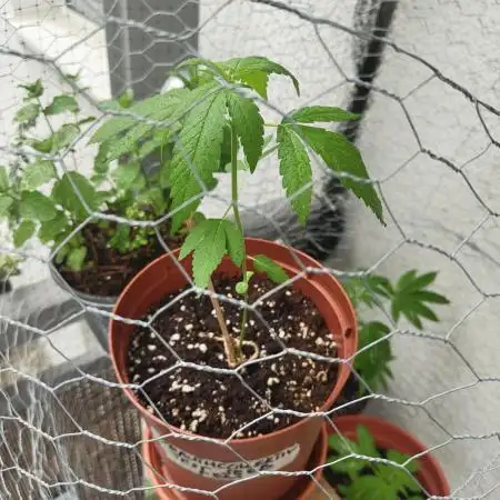 krauTHCollective Grow 2025 (Outdoor)