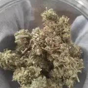 Royal Runtz (Indoor)