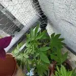 Arctic Flurry Clone (Outdoor)