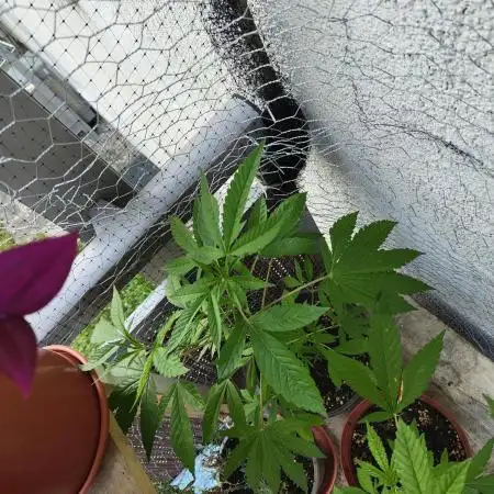 Arctic Flurry Clone (Outdoor)