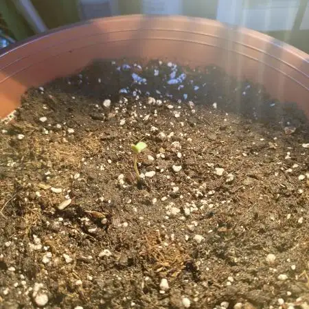 Watermelon Zkittlez Auto