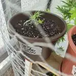 Arctic Flurry Klon (Outdoor)