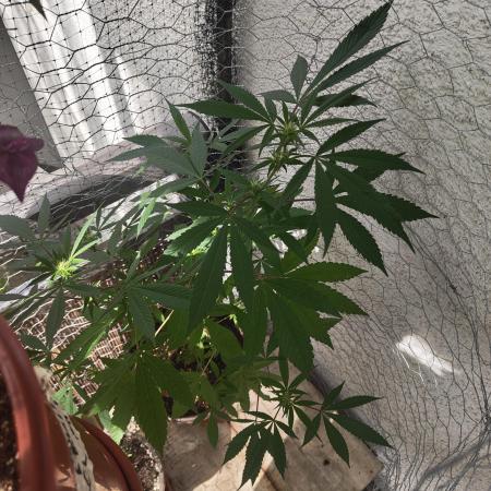 Arctic Flurry Clone (Outdoor)