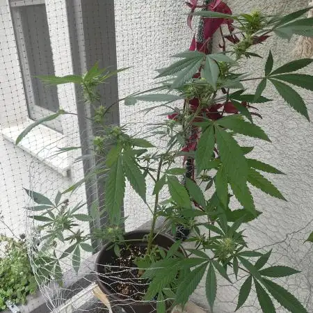 Arctic Flurry Clone (Outdoor)