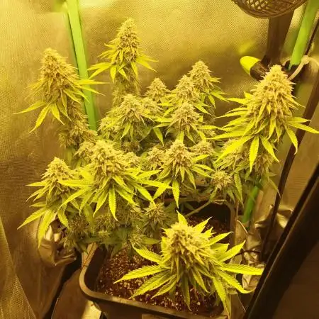 Arctic Flurry (Indoor)