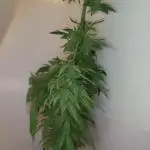 Tangerine Dream Auto (Outdoor)