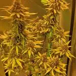 krauTHCollective Grow (Outdoor + Indoor)