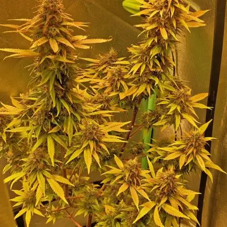 krauTHCollective Grow (Outdoor + Indoor)