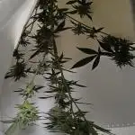 Arctic Flurry Clone (Outdoor)