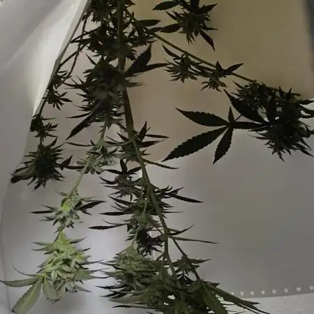 Arctic Flurry Clone (Outdoor)