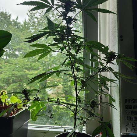 Arctic Flurry Clone (Outdoor)