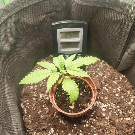 Royal Runtz (Indoor)