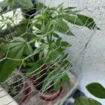 krauTHCollective Grow 2025 (Outdoor)