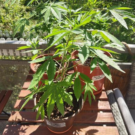 Arctic Flurry Clone (Outdoor)