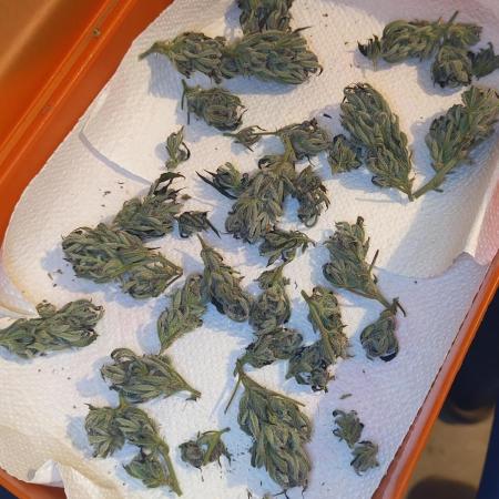 Arctic Flurry Clone (Outdoor)